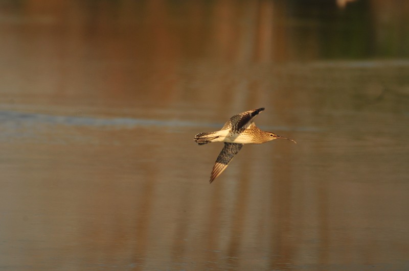 Chiurlo piccolo in volo